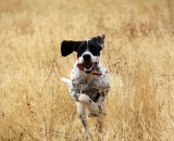 Where is that bird?