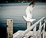 Take off to abroad