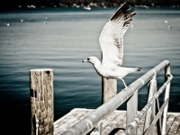 Take off to abroad